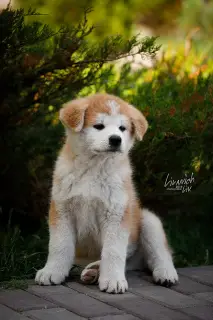 Photo №2 de l'annonce № 4112 de la vente akita (chien) - acheter à Fédération de Russie éleveur