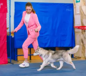 Photo №2 de l'annonce № 2537 de la vente husky de sibérie - acheter à Fédération de Russie éleveur