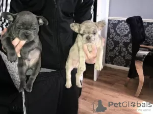 Photo №1. bouledogue - à vendre en ville de Bucharest | 350€ | Annonce №125739