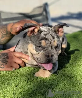 Photo №1. american bully - à vendre en ville de Granada | Gratuit | Annonce №20217