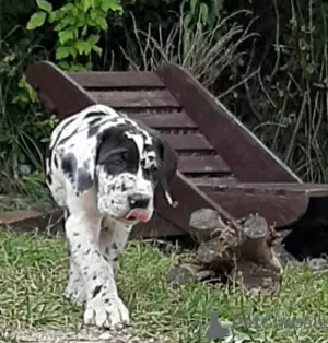 Photo №2 de l'annonce № 24786 de la vente dogue allemand - acheter à Pologne éleveur