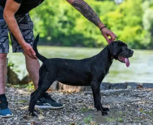 Photo №2 de l'annonce № 105768 de la vente cane corso - acheter à Serbie 