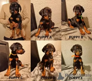 Photo №1. dobermann - à vendre en ville de Мальмё | 305€ | Annonce №9590