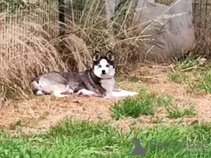 Photos supplémentaires: Pomsky f4