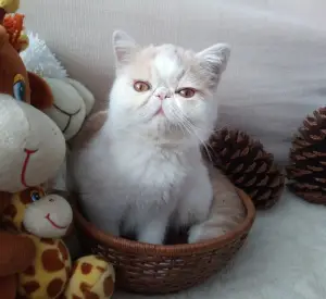 Photo №1. exotic shorthair - à vendre en ville de Saint-Pétersbourg | 146€ | Annonce № 4906