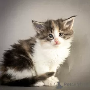 Photo №1. american curl - à vendre en ville de Peer | Gratuit | Annonce № 128935