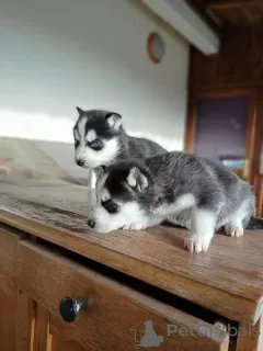 Photo №1. husky de sibérie - à vendre en ville de Melbourne | Gratuit | Annonce №30222