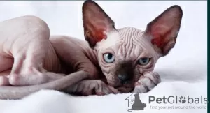 Photo №1. sphynx - à vendre en ville de Альбервиль | négocié | Annonce № 57456