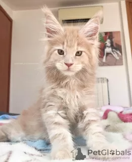 Photo №1. maine coon - à vendre en ville de Berlin | 500€ | Annonce № 105632