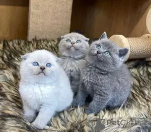 Photo №1. scottish fold - à vendre en ville de Лювен | 250€ | Annonce № 99754