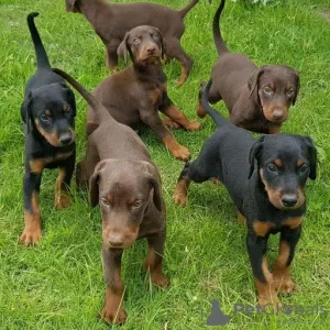 Photo №1. dobermann - à vendre en ville de Chemnitz | Gratuit | Annonce №129897