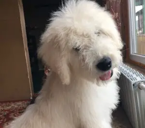 Photo №3. Komondor. Fédération de Russie