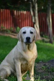 Photo №2 de l'annonce № 113540 de la vente labrador retriever - acheter à La finlande éleveur