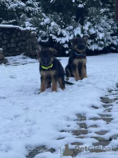 Photo №3. Beau chiot berger allemand. Pologne