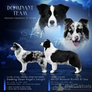 Photo №1. border collie - à vendre en ville de Сивац | négocié | Annonce №83306