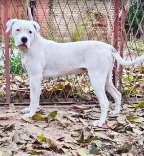 Photos supplémentaires: American Bulldog - chiennes à vendre