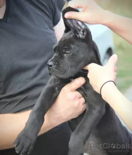 Photo №2 de l'annonce № 75320 de la vente cane corso - acheter à Serbie 