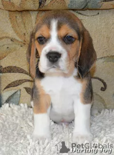 Photo №4. Je vais vendre beagle en ville de Северодонецк. de la fourrière - prix - 456€