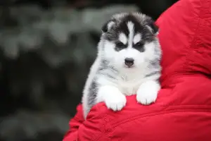 Photos supplémentaires: Husky sibérien