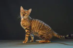 Photo №1. toyger - à vendre en ville de Moscou | 1073€ | Annonce № 2267