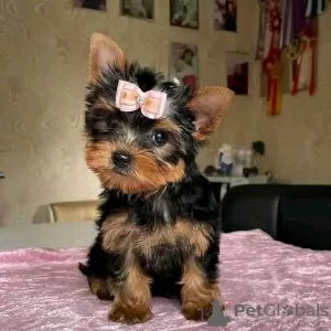 Photo №1. yorkshire terrier - à vendre en ville de Stockholm | 380€ | Annonce №125801