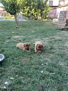 Photo №3. Chiots Dogue de Bordeaux. Serbie