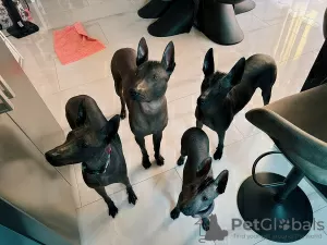 Photos supplémentaires: Chiots Xoloitzcuintle (chien sans poils mexicain)