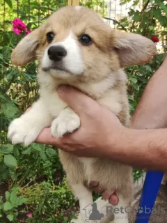 Photos supplémentaires: chiots corgi gallois pembroke