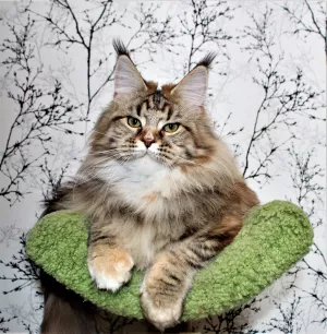 Photo №1. maine coon - à vendre en ville de Москва | Négocié | Annonce № 4983