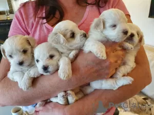 Photo №1. bichon maltais - à vendre en ville de Cape Coral | 676€ | Annonce №15740