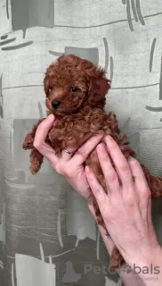 Photos supplémentaires: Caniche jouet mini chiots Rouge-Brun à vendre