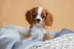 Photo №2 de l'annonce № 1441 de la vente cavalier king charles spaniel - acheter à Fédération de Russie éleveur