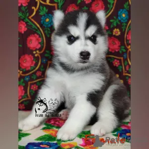 Photo №2 de l'annonce № 8145 de la vente husky de sibérie - acheter à Fédération de Russie de la fourrière