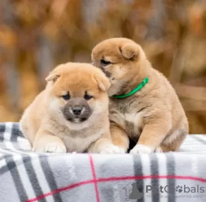 Photos supplémentaires: Chiots Shiba Inu