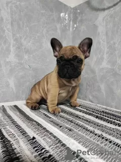 Photo №4. Je vais vendre bouledogue en ville de Sremska Mitrovica. éleveur - prix - négocié