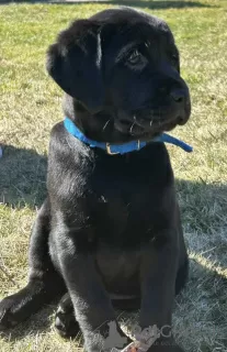 Photos supplémentaires: Chiots labrador de race pure