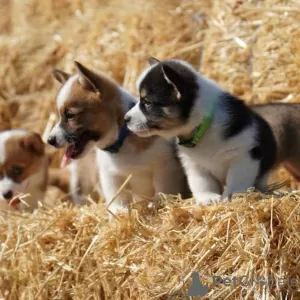 Photo №3. Chiots Corgi à vendre. USA