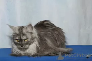 Photos supplémentaires: Le Maine Coon a grandi