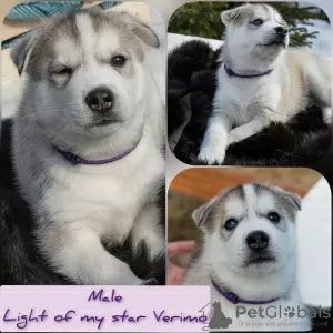 Photo №1. husky de sibérie - à vendre en ville de Mourmansk | négocié | Annonce №10423