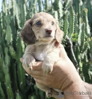 Photos supplémentaires: Chiots teckels