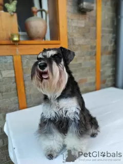 Photos supplémentaires: Schnauzer nain BEAUX chiots