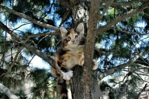 Photo №1. maine coon - à vendre en ville de Novosibirsk | négocié | Annonce № 10411