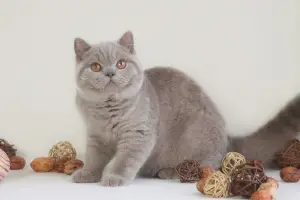 Photo №1. british shorthair - à vendre en ville de Kharkov | 1000€ | Annonce № 4910