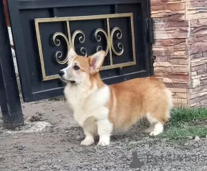 Photos supplémentaires: gallois corgi pembroke