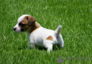 Photo №4. Je vais vendre jack russell terrier en ville de Degerby. annonce privée - prix - 400€