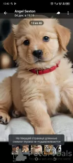 Photos supplémentaires: Chiots de différentes races chez PUPPY PARADISE