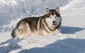 Photo №3. Le Malamute d'Alaska est en vente à Irkoutsk. Le garçon. Fédération de Russie