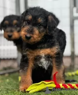 Photos supplémentaires: Chiots Airedale mâles et femelles.