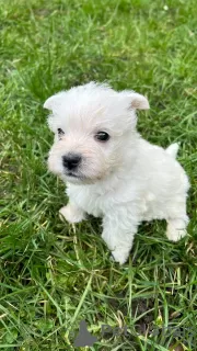 Photos supplémentaires: Chiots West Highland White Terrier