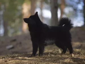 Photos supplémentaires: Schipperke. Chiots